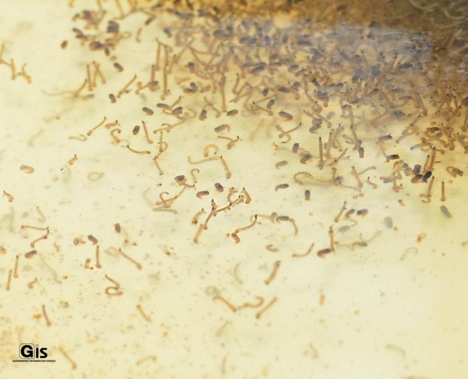 Using Sterile Insect Technique to mitigate mosquito proliferation